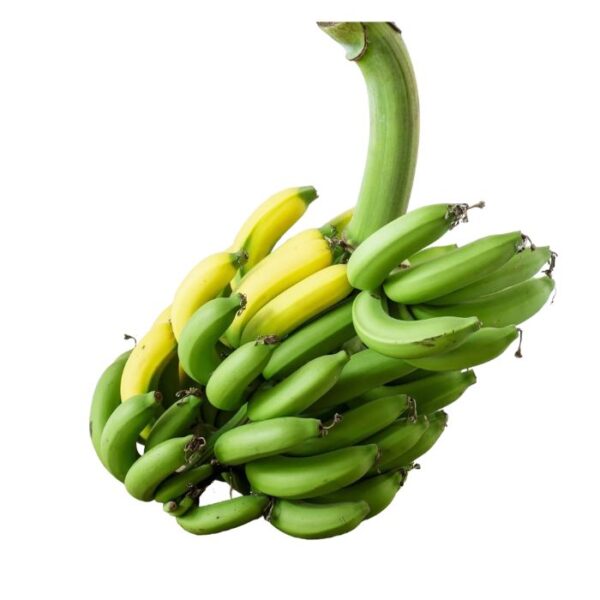 Plantain